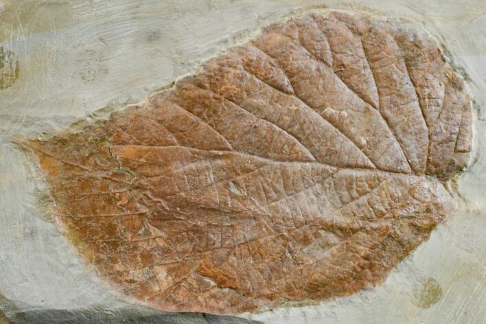 Paleocene Fossil Leaf (Davidia) - Montana #165007